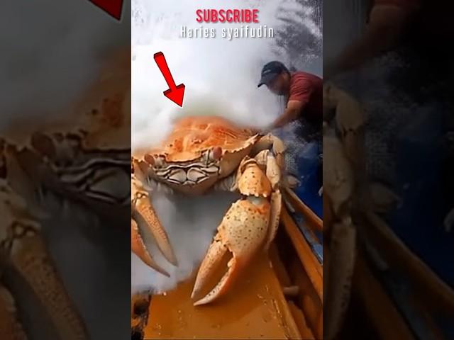 Catch giant crabs #fishing #amazing #crab #trending