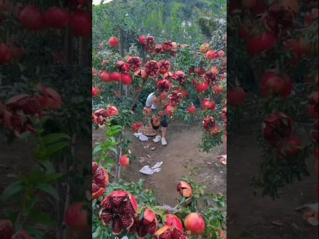 Beautiful nature fruit Pomegranate  in china fruit garden #nature #fruit #shorts #food #eating