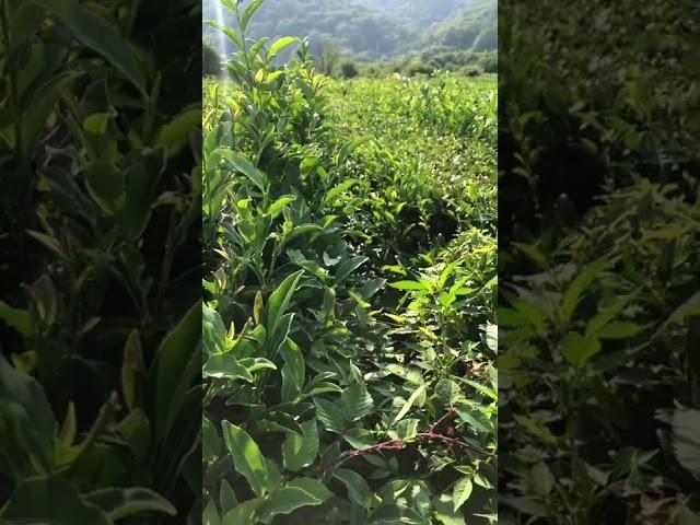 Russia, Sochi, Matsestinskaya tea plantation | #2