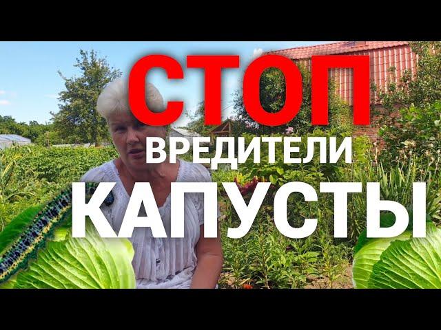 Спасаем капусту от всех вредителей. Бабушкин метод.