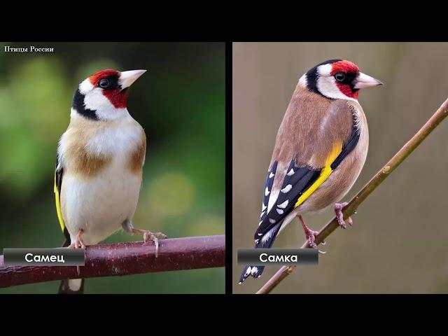 Goldfinch life - Birds of Russia - Movie 50 (Carduelis carduelis)