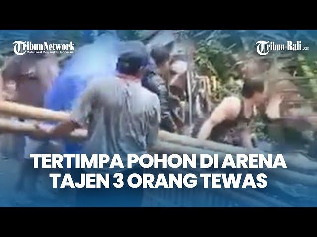 BREAKING NEWS! 3 Orang Tewas di Arena Tajen Usai Diterjang Angin Kencang & Tertimpa Pohon Aren