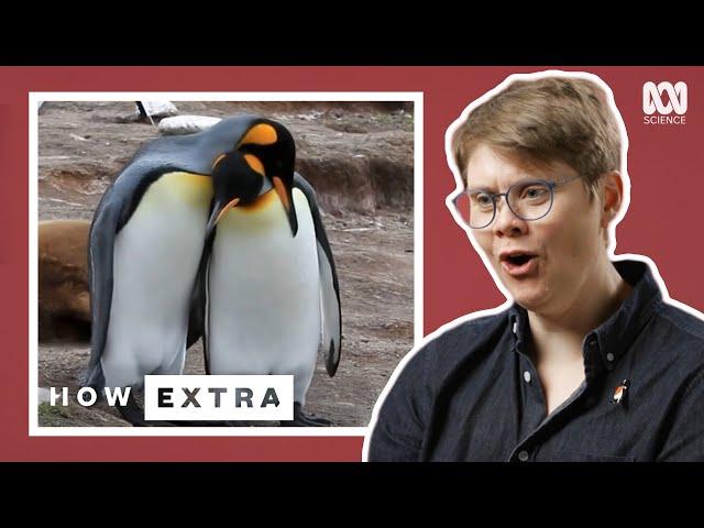 Five Amazing Animals That Are Relationship Goals | How Extra: Love Edition | ABC Science