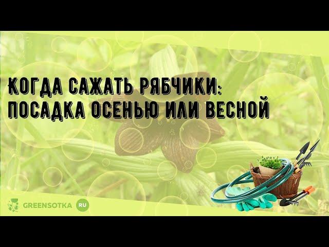 Когда сажать рябчики: посадка осенью или весной