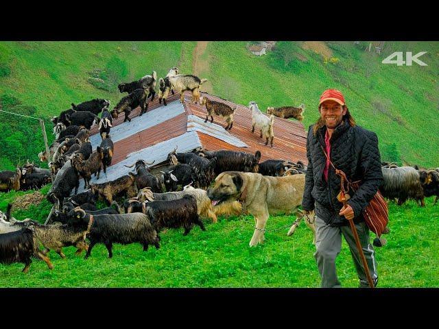 King of the Mountains - Migration Adventure | Documentary