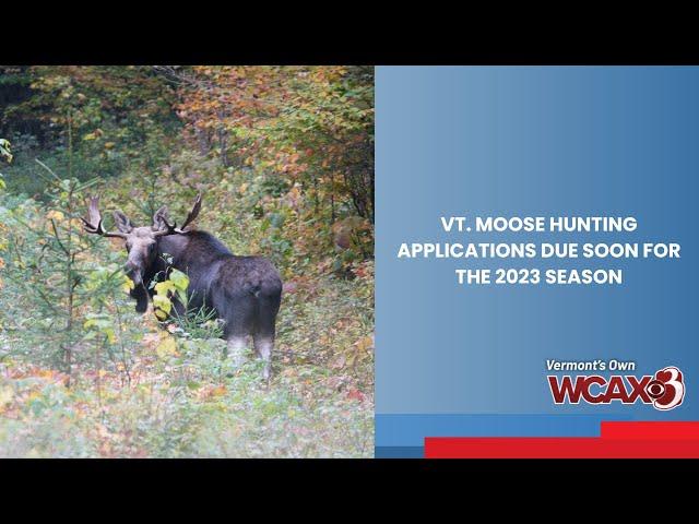 Vt. moose hunting applications due soon for the 2023 season