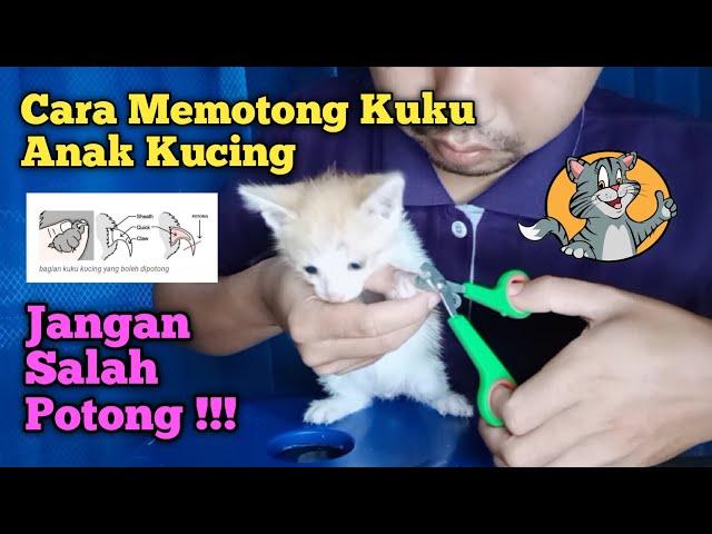 Cara Memotong Kuku Anak Kucing