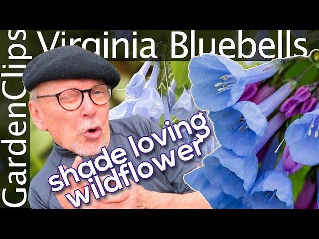 Virginia Bluebells - Mertensia virginica - Grow Virginia Bluebells