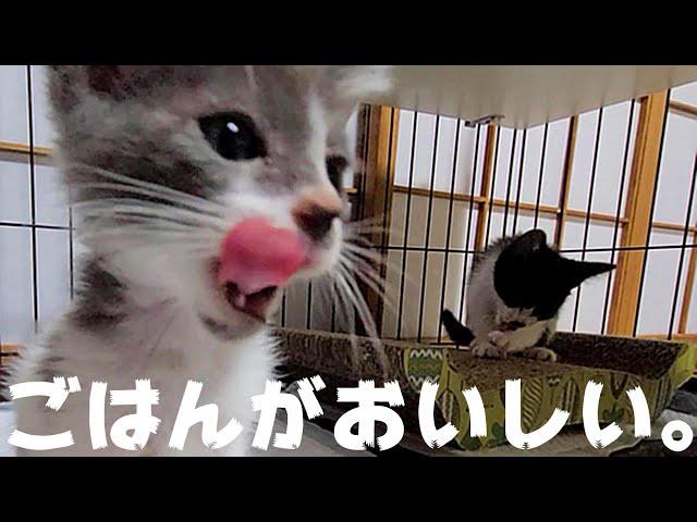 ごはんのおいしさを知ってしまった保護3日目の子猫がかわいい