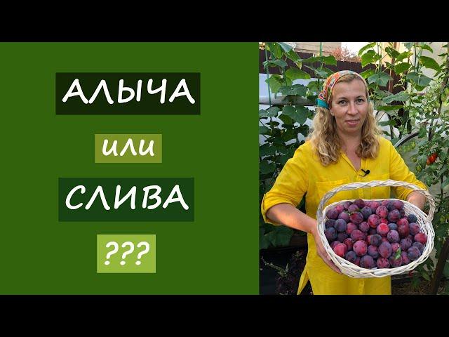 Алыча или слива? Что лучше выбрать?