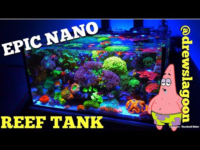 Epic Nano Reef Tank (@drewslagoon)