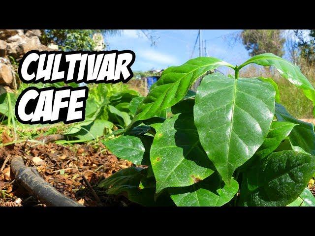 Cómo CULTIVAR CAFÉ en el HUERTO o JARDÍN  | Trucos y Consejos