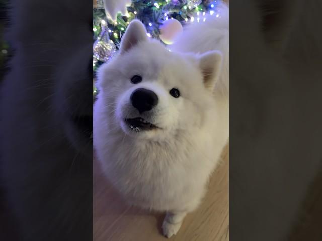 jumpin, trottin, bunny hoppin type of morning for us  #samoyedpuppy #samoyed #christmas #fypシ゚