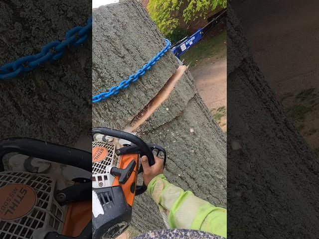 Large Oak Crane Removal