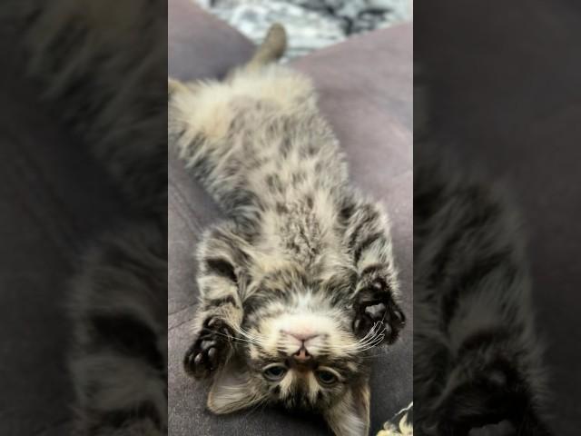 Тебе вообще так удобно лежать ?#кот #кошки #котики #кошка #котенок #коты #котята#котёнок #животные