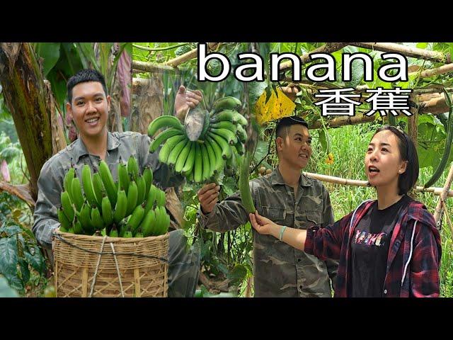 Ly Phuc Hang's Expansive Farm Visit: A Bumper Year for Bananas! SUNG A PAO