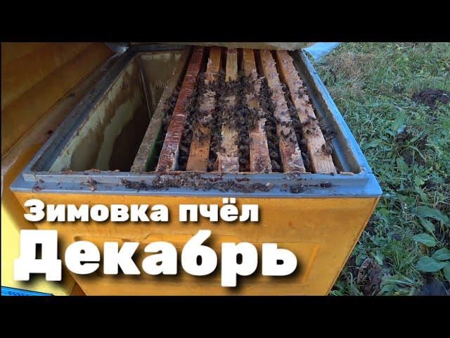 Как проходит зимовка пчёл