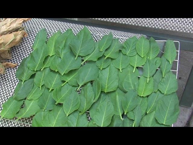 Ceremonial Tobacco: Budworm, Drying and Seeds.....