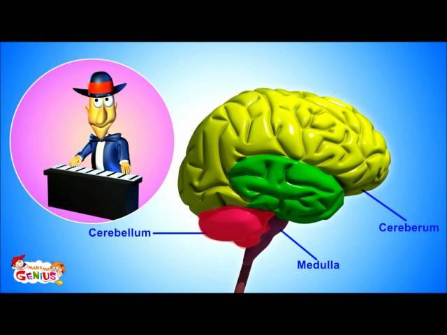 The Nervous System- Animation-Video for Kids -from www.makemegenius.com