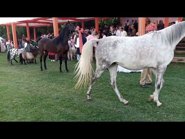 Arbiyan horse At. Jodhpur marwari horse show 2023