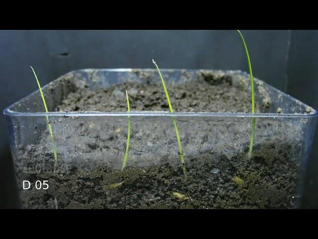 Rice Seeds Germination - 10 Days Timelapse | Oryza sativa