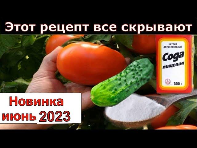 Уникальный способ подкормки огурцов Сода для огурцов томатов