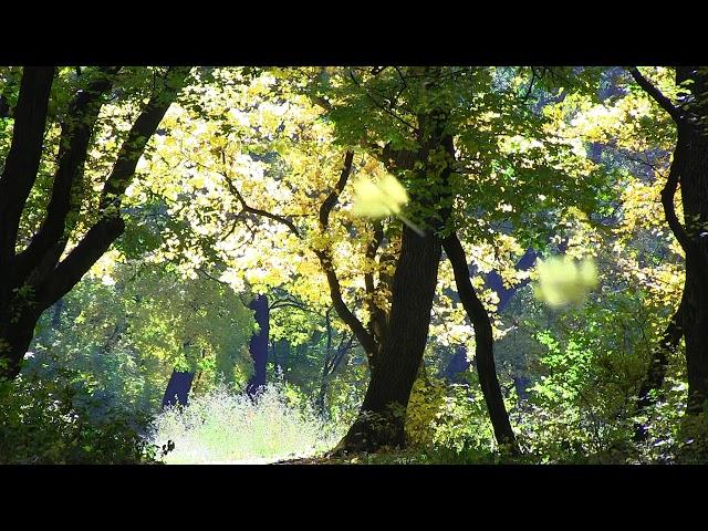 футаж лес осень падает листва 2