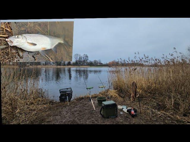 Рыбалка в Латвии,  ловим  Vimbu (рыбец)2025 Январе !!! OK COPE SPORT GROUNDBAITS !!!