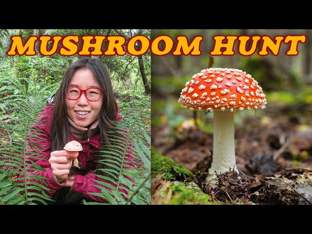 MUSHROOM HUNTING  Autumn Adventures in Washington