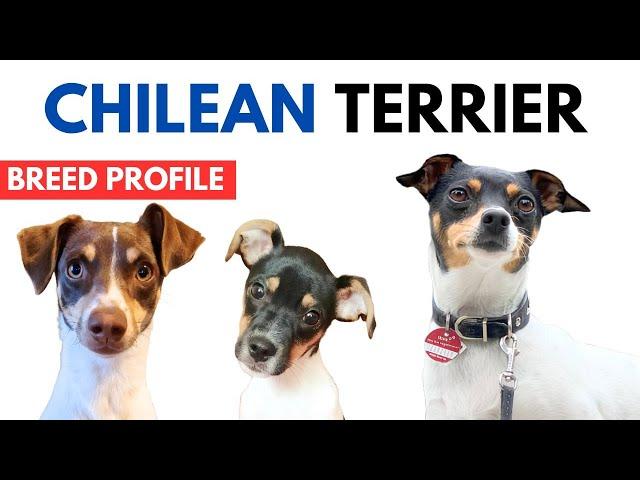 Chilean Terrier Breed Profile History - Price - Traits - Ratonero Chileno Grooming Needs - Lifespan