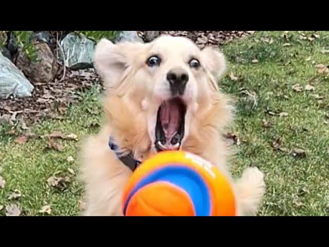 Oatmeal loved this ball yesterday, but he hates it today?? #BeachDog #FavoriteBall