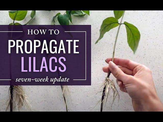 Propagating & Rooting Lilac Cuttings (7 week update)