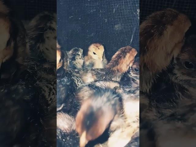 Shamo Chiks breed #shorts #youtubeshorts