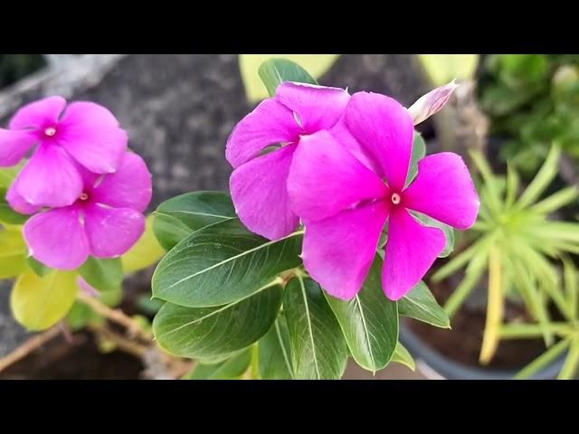 Beautiful flowers of my garden ll Mini creations