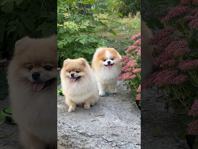 Мэджик и Янис #pomeranians #dogs #animals #pets #shorts #shortsdog #pomeranianspitz #dogvideo