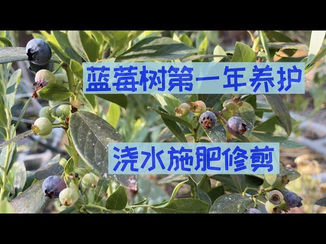 【种蓝莓之三】蓝莓第一年的养护方法｜蓝莓新树苗如何浇水施肥以及是否需要剪枝｜First-Year Blueberry Plant Care