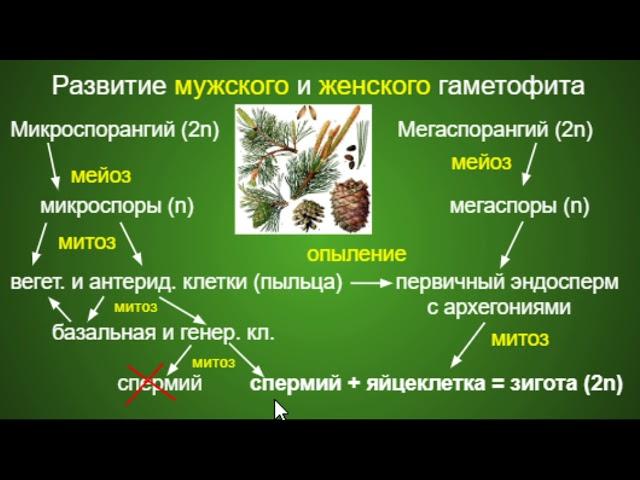 Биология ОГЭ/ЕГЭ  Выпуск 14  Половое размножение семенных растений