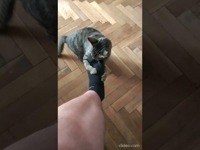 Blind cat jumping on my feet so precisely!