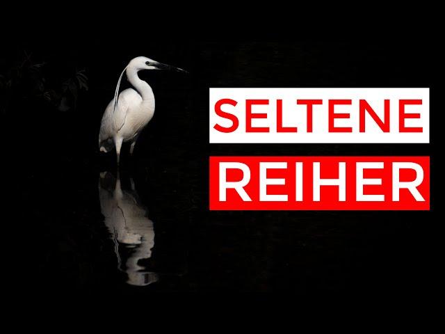 Purpurreiher und Seidenreiher  - seltene Reiher mit @kellerfoto & Samuel Houcken