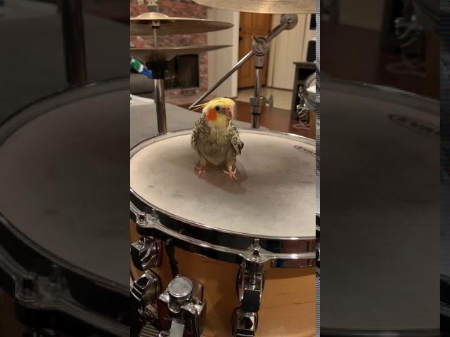 My Cockatiel’s First Drum Lesson