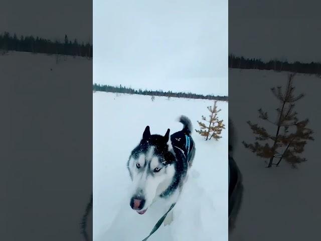 Джек Сусанин #хаскиджек #хаски #husky