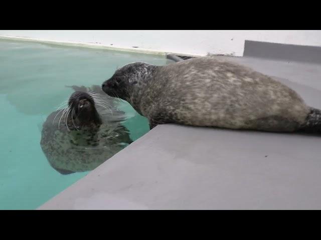 **B-Roll** Harbor Seal Pup