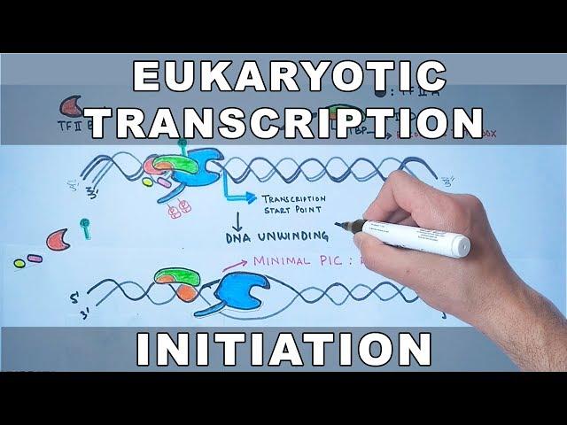 Transcription Initiation in Eukaryotes