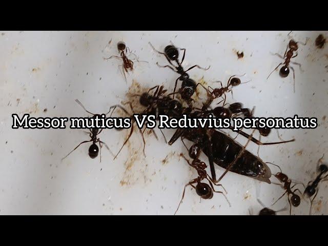 Ants Messor muticus prey on a bug Reduvius personatus/Муравьи Messor muticus охотятся на клопа  