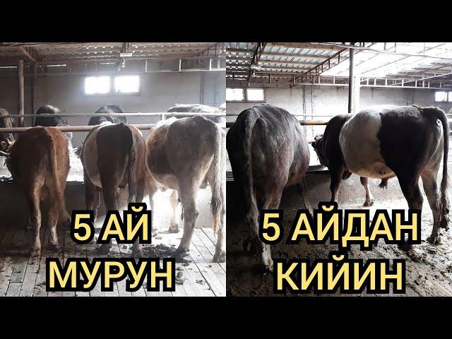 Кенедей бука 5 айда ушунча чоңоюптур