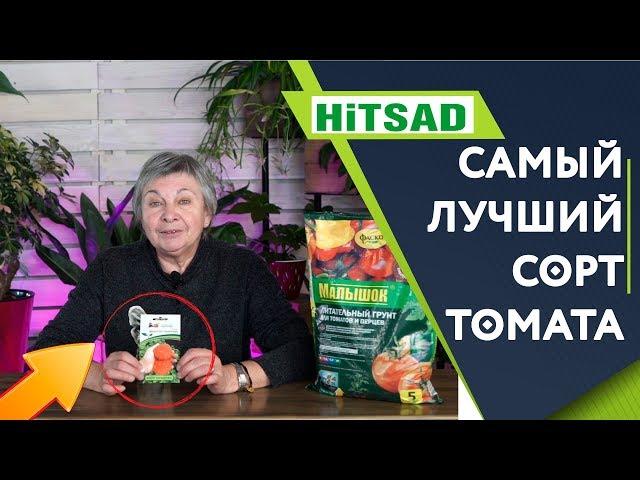 Какой сорт томата САМЫЙ Урожайный ️ Лучший Томат  Монгол карлик ️