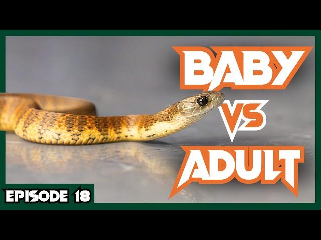 Breeding Australia's Most VENOMOUS SNAKES | Venom Diaries