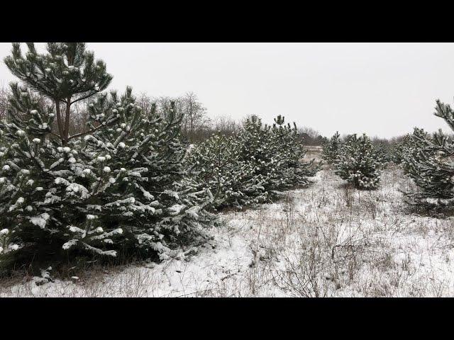 Охота на ВОЛКА по снегу. Выгнали 5 волков. Добыли 3 лисы. Такого еще не было! Wolf hunting 2021