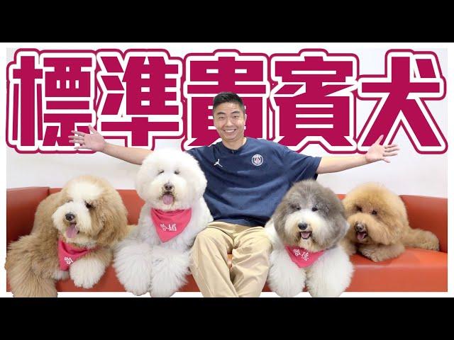 【犬の系列】#標準貴賓犬 吃可愛長大的貴婦犬，真實身分其實是水獵高手！Poodle｜@熊爸估狗dogtrainer