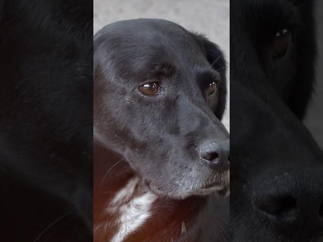 Dogs and Cats Develop Dementia